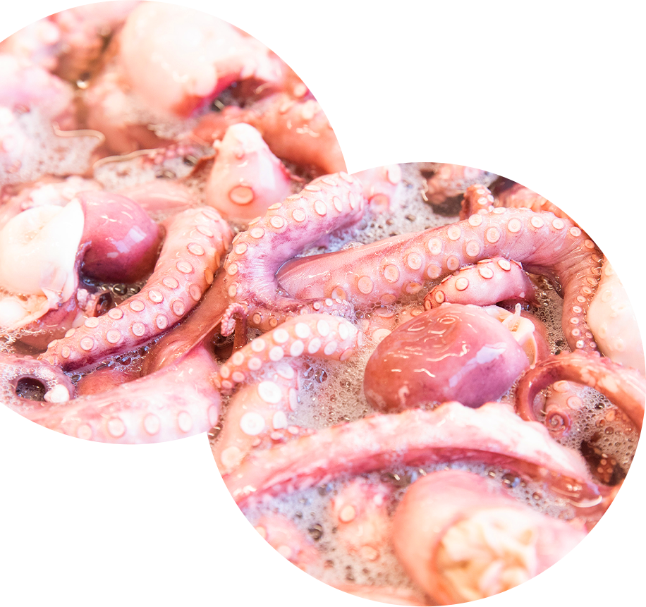 新鮮な複数の蛸